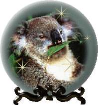 placeholder koala 3